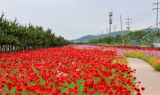 '붉은 꽃물결 출렁'…진도군, 백조호수공원에 계절 초화류 만개