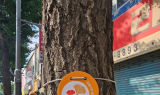 인천 미추홀구, 식별 표찰로 은행나무 관리