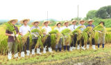 이천시, 경기도 첫 벼 수확…