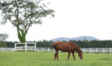 한국마사회 제주목장, 9월 5일 개장 30주년 맞아