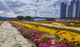 포항시, ‘뱃머리마을 국화전시회’ 1일 개막…가을빛 힐링 정원으로 초대