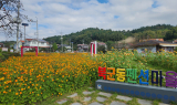 경주시, 북군펜션단지 황화코스모스 만개 “가을을 만끽하세요”