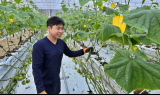 장수군 임대형 스마트팜, 청년농 오이 첫 출하 성과