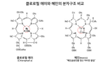 와이오엠, 엽록소에서 추출한 ‘클로로필a’ 활용 항암신약 개발 추진