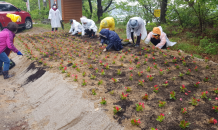 안성시, 금광호수 주변 꽃밭 조성…베고니아 700주 식재