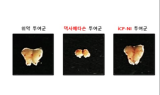 셀리버리, 코로나19 치료제 'iCP-NI' 면역제어능력 입증