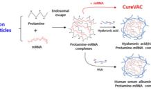 바이오이즈, 대사증후군 mRNA 치료제 공동 개발 나서