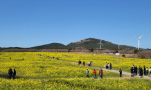 서귀포시 '제주유채꽃축제' 비대면으로 운영