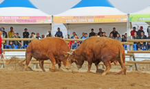 함안군, 제18회 전국 민속 소 힘겨루기 대회 개최