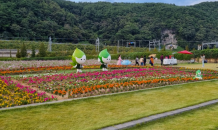 북천 코스모스·메밀꽃 축제 지역경제 활성화 기여