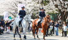 한국마사회, 야간 벚꽃축제에 10만 나들이객 북적