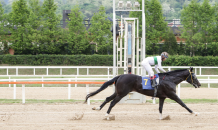 한국마사회 “티즈바로우즈, 제33회 스포츠조선배 우승”