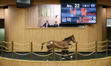 한국마사회, 올해 두번째 제주 예비경주마 경매…“107두 중 43% 낙찰”