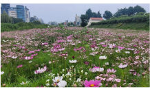 전주천과 삼천의 '화려한 변신'