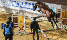 국산 우수 승용마 발굴의 장 ‘승용마 품평회·어린말 승마대회’ 개최