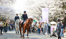 “말과 함께 벚꽃 구경”…렛츠런파크 서울 벚꽃축제 29일 시작