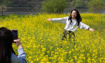 광산구 황룡강 서봉친수지구 유채꽃 상춘객 유혹