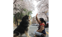 대경대, ‘제1회 반려견 피크닉 페스티벌’ 개최